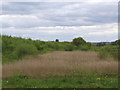 Pond taken over by reeds at Stanley Bank