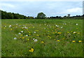 Meadow near Kirby Fields