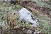 NT1815 : Feral goat near the Tail Burn by Jim Barton