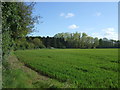 Crop field off Sicklesmere Road (A134), Bury St.Edmunds 