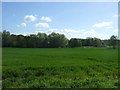 Crop field off Sicklesmere Road (A134)