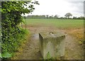 East Bloxworth, cereal field