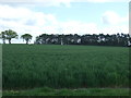 Crop field near Gedding