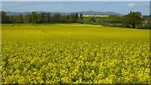 SO8842 : Oilseed rape field by Philip Halling