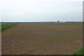 Young crops from Oldgate Lane