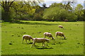 Sheep grazing next to Langford Lakes