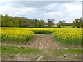 Field of oilseed rape