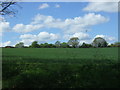 Crop field near Water Hall