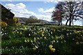 Daffodils at Wreay