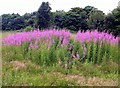 Rosebay willowherb north of Ivy House Industrial Estate