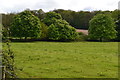 Horse chestnut trees beside the A37