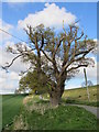 Stag Headed Oak on the road to Acorn Hill