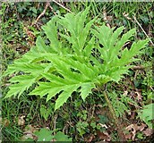 TG3204 : Leaf of a Giant Hogweed plant (Heracleum mantegazzianum) by Evelyn Simak