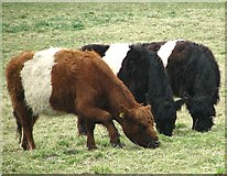 TG3204 : Belted Galloway Cattle by Evelyn Simak