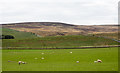 NY8791 : Field with sheep adjacent to A68 by Trevor Littlewood