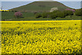 Oil seed Rape and Cherry flowers