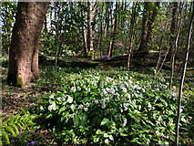 SD5201 : Clump of Wild garlic in Billinge Plantation by Gary Rogers