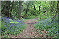 Bluebells below Lanlas