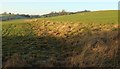 Sheep pasture near Newby