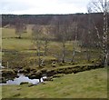 Scattered birch at the north edge of Aviemore