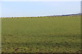 Field of sheep near Linwood Moss