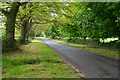 Tree-lined road near Lytchett Minster