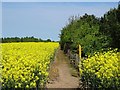 Footpath between flowering oilseed rape and Kelham Wood