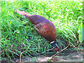 Pheasant drinking at Greenslate Water Meadows