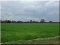 Crop field off Church Road, Elmstead Market