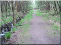 Path in Ringwood Forest