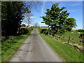 Trees along Fallagh Road