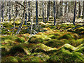 NH5853 : Moss of the bog-forest, Monadh Mòr SSSI by Julian Paren