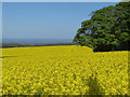 Fields near Wharram Percy