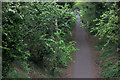 Alban Way from Ashley Road bridge