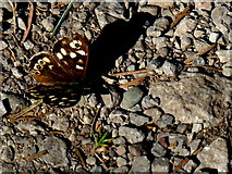 H5455 : Speckled wood butterfly, Knockmany Forest by Kenneth  Allen