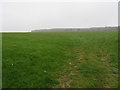 Field near Allerton Head