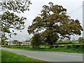 SH9973 : Tree on the B5381 at Glascoed by Christine Johnstone