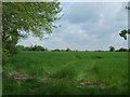 Crop field beside woodland, Goldhanger