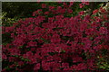 TQ1971 : View of azaleas in the Isabella Plantation #24 by Robert Lamb