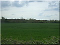 Crop field near Brook House Farm