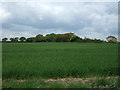 Crop field near Tolleshunts Farm