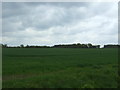 Crop field off Tollesbury Road (B1023)