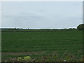 Crop field west of Colchester Road (B1026)