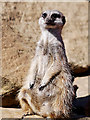 Meerkat at Smithills Open Farm (2)