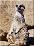 SD7012 : Meerkat at Smithills Open Farm (2) by David Dixon