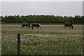 Dandelion clocks in horse paddock off Littleworth Drove, Heckington