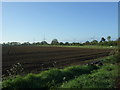 Field, St Osyth Heath