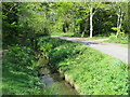 Woodland path through Tehidy Country Park