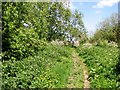 Path on Whitlingham Marsh