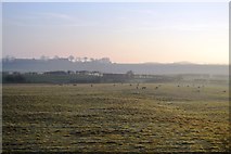 TA1078 : Cattle grazing, Raikes Close by N Chadwick